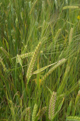 Cereal barley Cereal barley