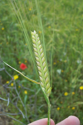 Cereal barley Cereal barley