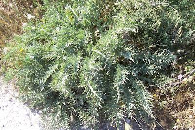 Atractylis gummifera,
acanthomastich,
Masticogna laticifera,
Pine Thistle,
pseudomastich Atractylis gummifera,
acanthomastich,
Masticogna laticifera,
Pine Thistle,
pseudomastich