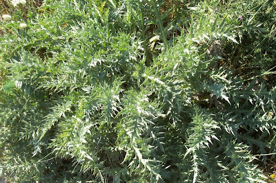 Atractylis gummifera,
acanthomastich,
Masticogna laticifera,
Pine Thistle,
pseudomastich Atractylis gummifera,
acanthomastich,
Masticogna laticifera,
Pine Thistle,
pseudomastich