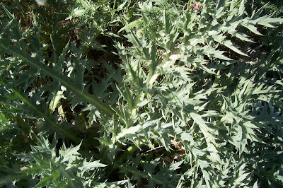 Carlina gummifera (L.) Less.