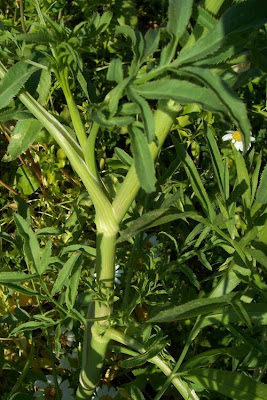 Bisnaguinha-do-campo Bisnaguinha-do-campo