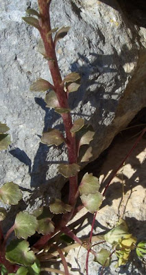 Umbilicus horizontalis,
Little Pennywort,
Narrow Navelwort,
Ombelico di Venere minore