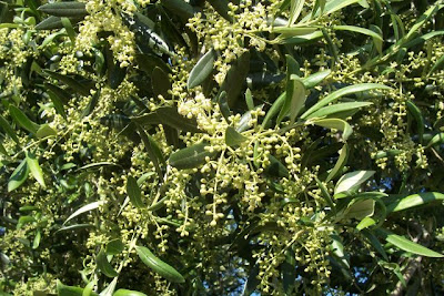 African olive African olive