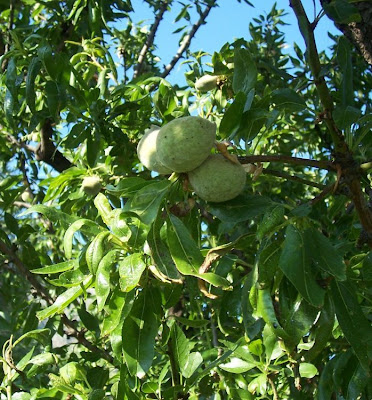 Almond Almond