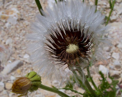Prickly Golden Fleece