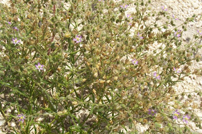 Esparcilla encarnada Esparcilla encarnada