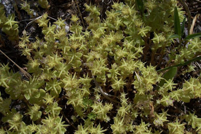 Borracina spinosa Borracina spinosa