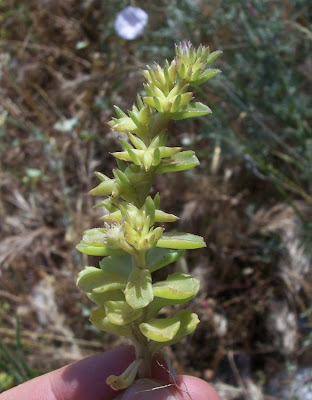 Borracina spinosa Borracina spinosa