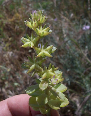 Borracina spinosa Borracina spinosa