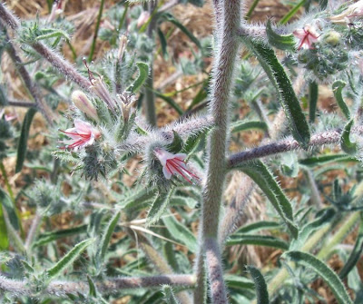Echium asperrimum,
rough Italian-bugloss,
Viperina ruvidissima