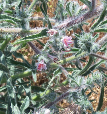 Echium asperrimum,
rough Italian-bugloss,
Viperina ruvidissima