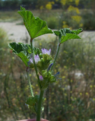 Bull mallow