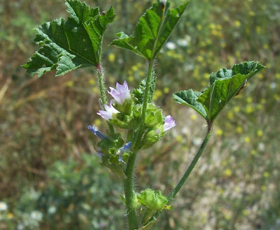 Bull mallow