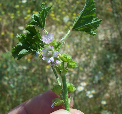 Bull mallow