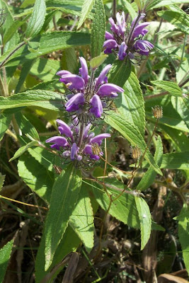 Phlomis herba-venti L.