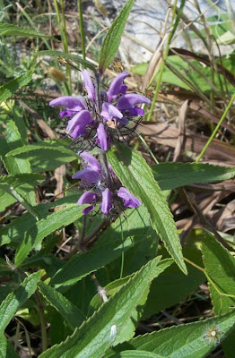 Phlomis herba-venti L.