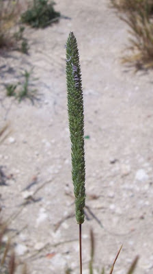 Codolina subulata Codolina subulata