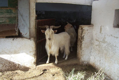Domestic goat