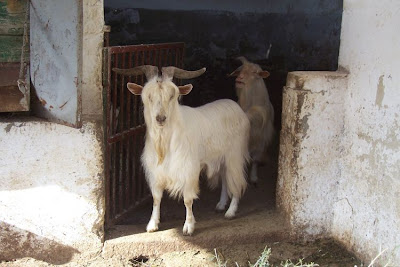 Domestic goat