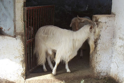 Domestic goat