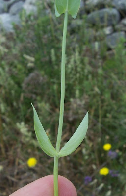 Blackstonia perfoliata,
Centauro giallo,
Yellow Wort Blackstonia perfoliata,
Centauro giallo,
Yellow Wort
