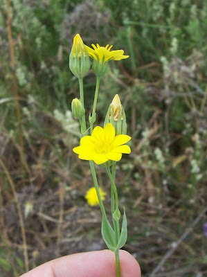Blackstonia perfoliata,
Centauro giallo,
Yellow Wort Blackstonia perfoliata,
Centauro giallo,
Yellow Wort