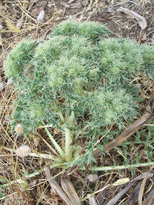 Cardopatum corymbosum (L.) Pers.