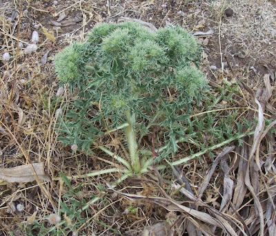 Cardopatum corymbosum (L.) Pers.