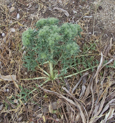 Cardopatum corymbosum (L.) Pers.