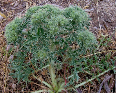 Cardopatum corymbosum (L.) Pers.
