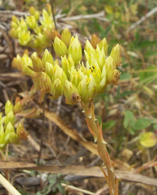European stonecrop