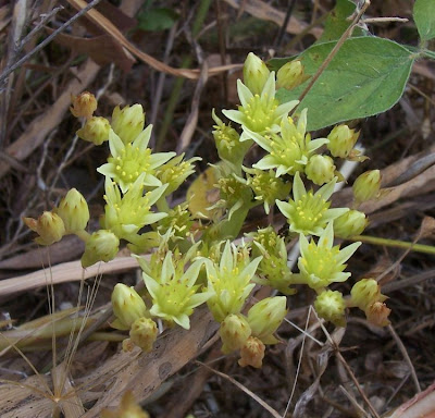 European stonecrop