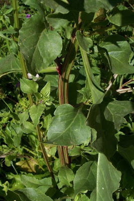 Bietola comune Bietola comune