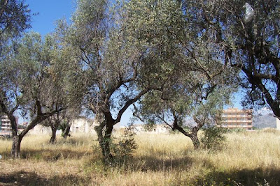 Manfredonia, Olivi