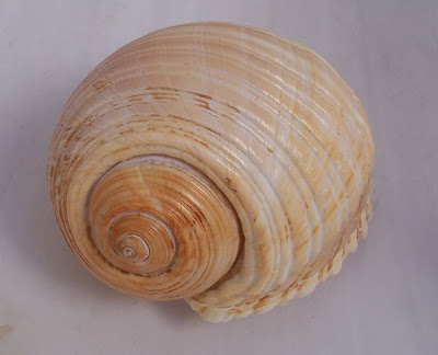 Giant tun