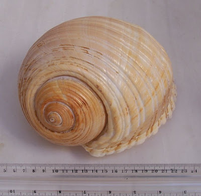 Giant tun