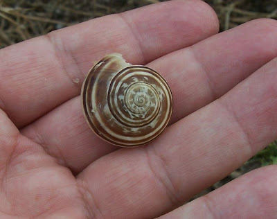 Chocolate-band snail Chocolate-band snail