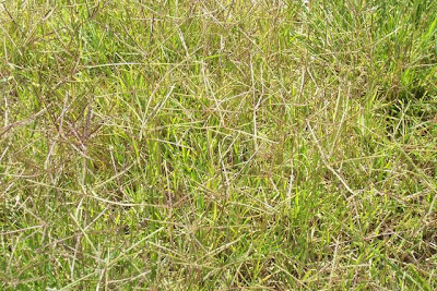 Bermuda grass Bermuda grass