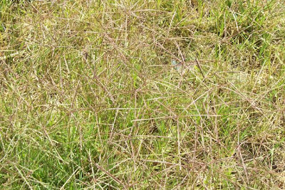 Bermuda grass Bermuda grass