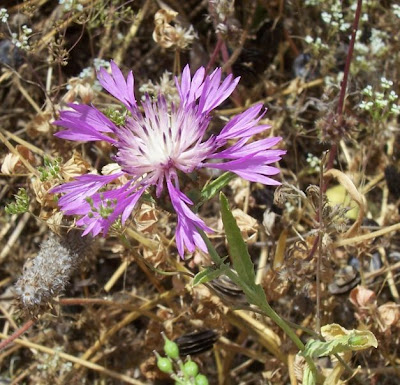 Centaurea subtilis Bertol.