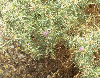 Calcatreppola