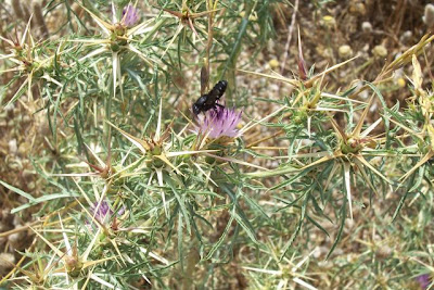 Fiordaliso stellato Fiordaliso stellato