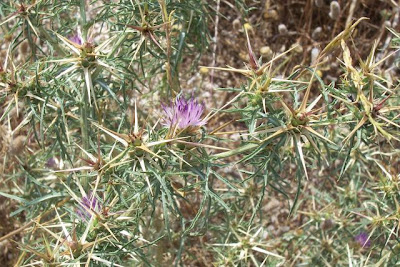 Fiordaliso stellato Fiordaliso stellato