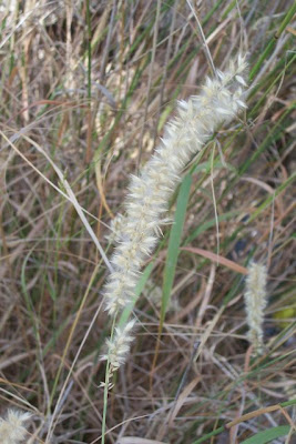 Eyelash Pearl Grass