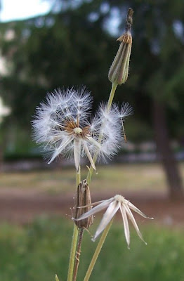 Radicchiella tirrenica