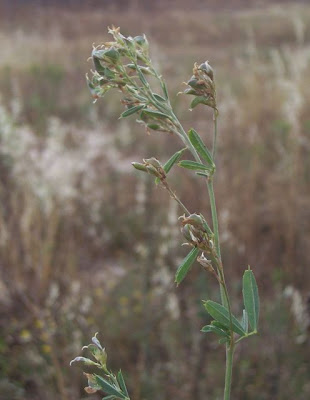 Alfalfa Alfalfa