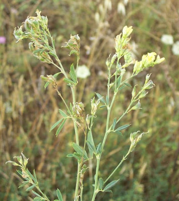 Alfalfa Alfalfa