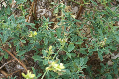 Alfalfa Alfalfa
