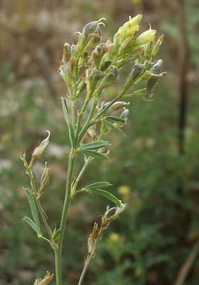 Yellow alfalfa